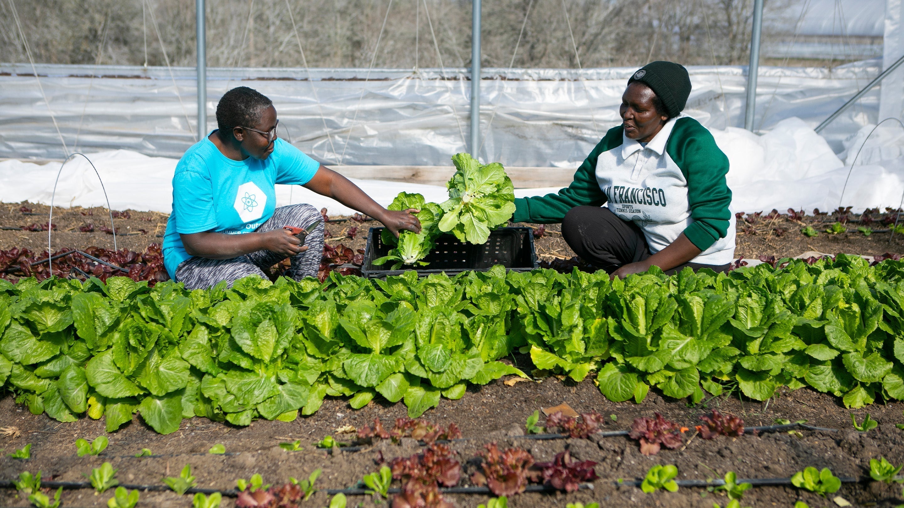 The Refugee Collective